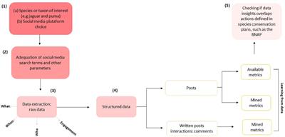 Social media data from two iconic Neotropical big cats: can this translate to action?